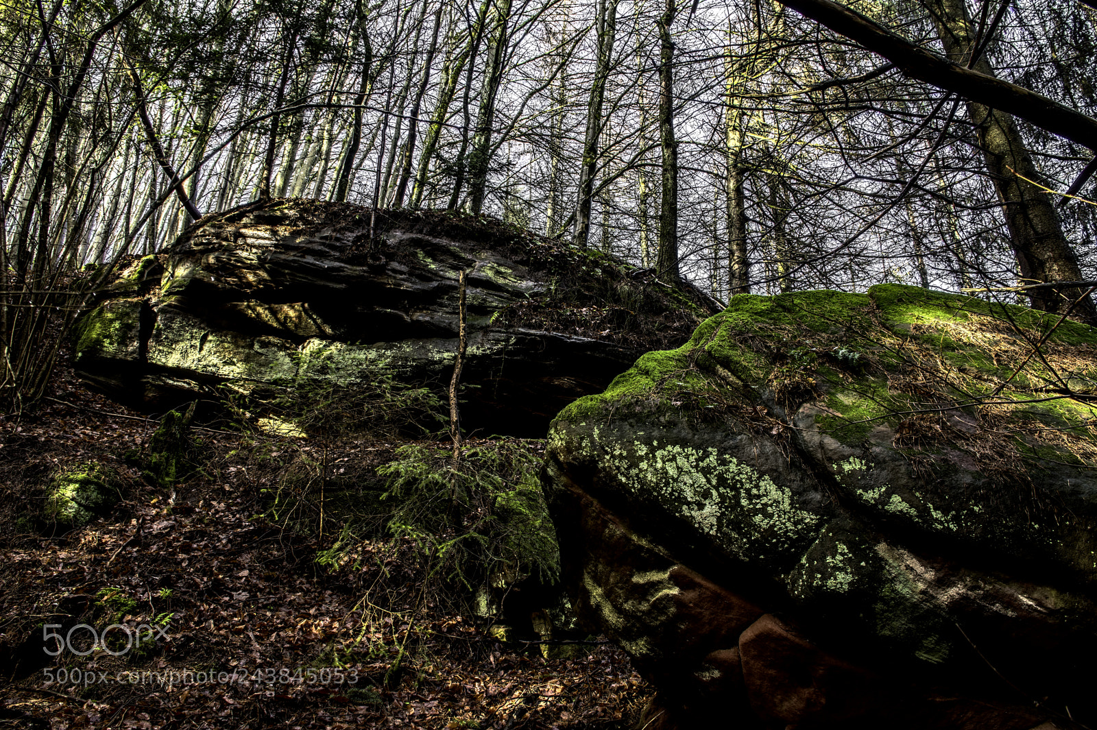 Nikon D7100 sample photo. Forest28 photography