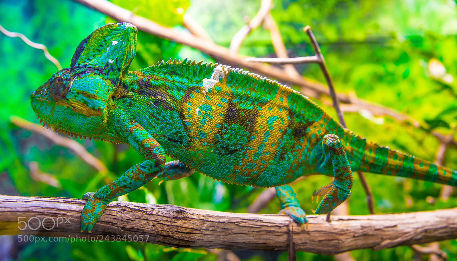 Nikon D610 sample photo. Chameleon photography