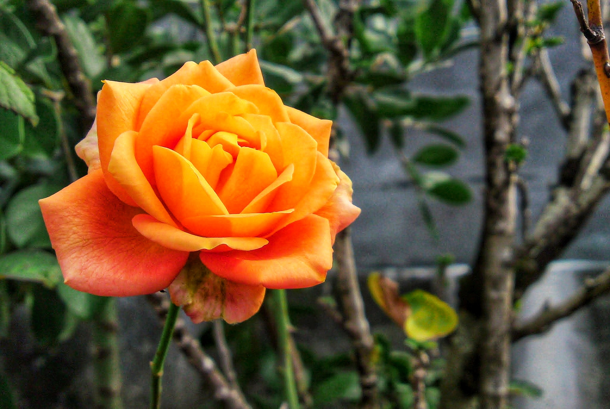 Sony Ericsson C905 sample photo. Orange rose photography