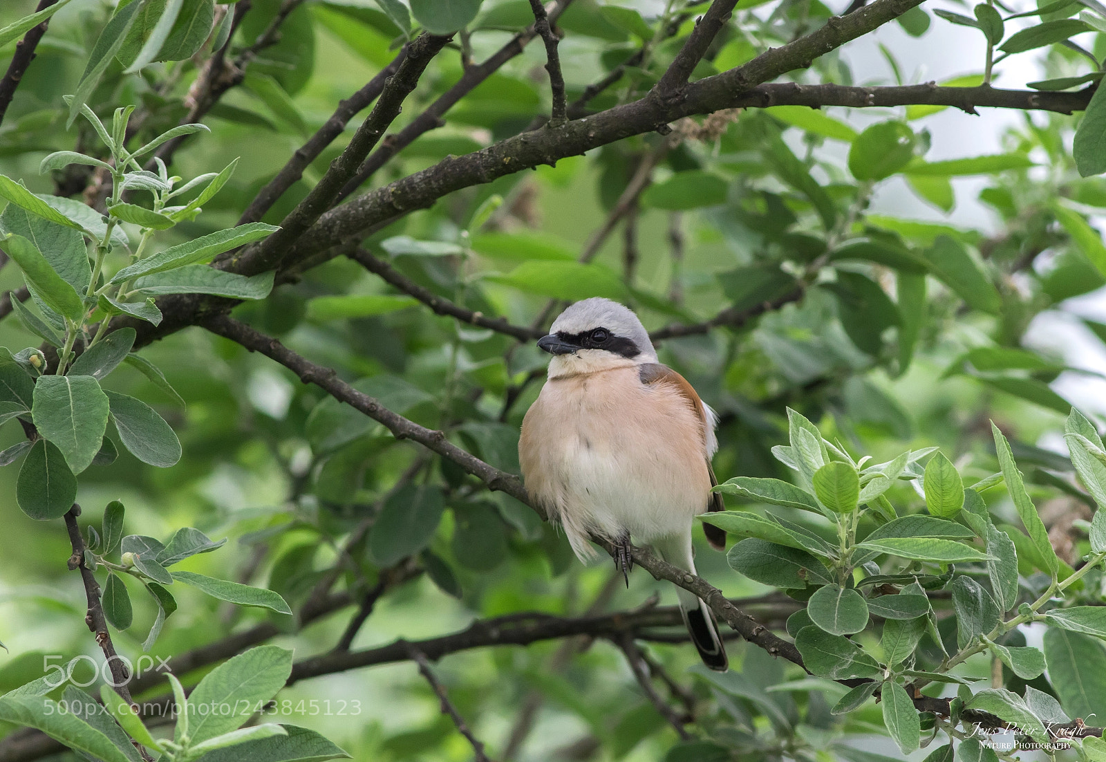 Canon EOS 7D Mark II sample photo. Red-backed shrike "lanius collurio" photography
