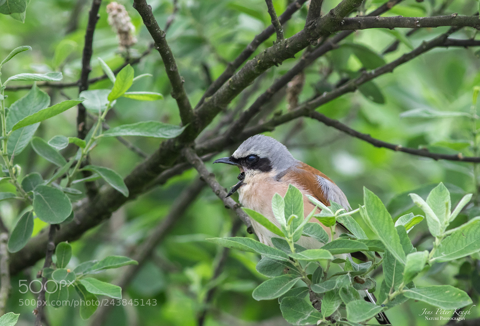 Canon EOS 7D Mark II sample photo. Red-backed shrike "lanius collurio" photography