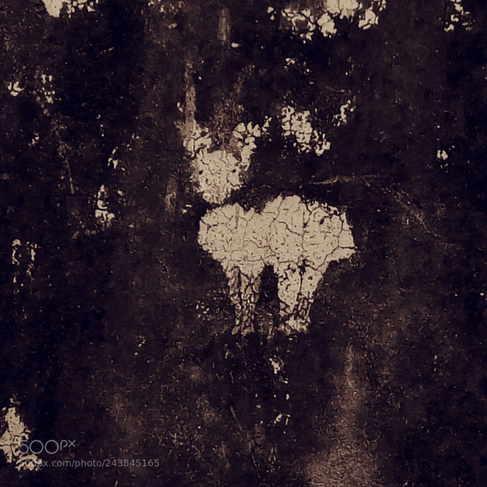 HTC D728X sample photo. Last sheep photography