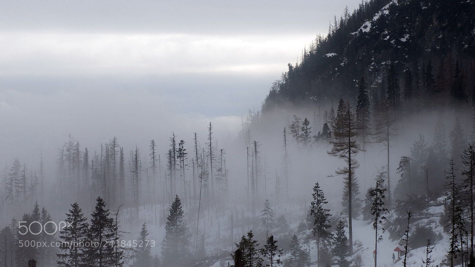 Nikon D850 sample photo. Morning mist photography