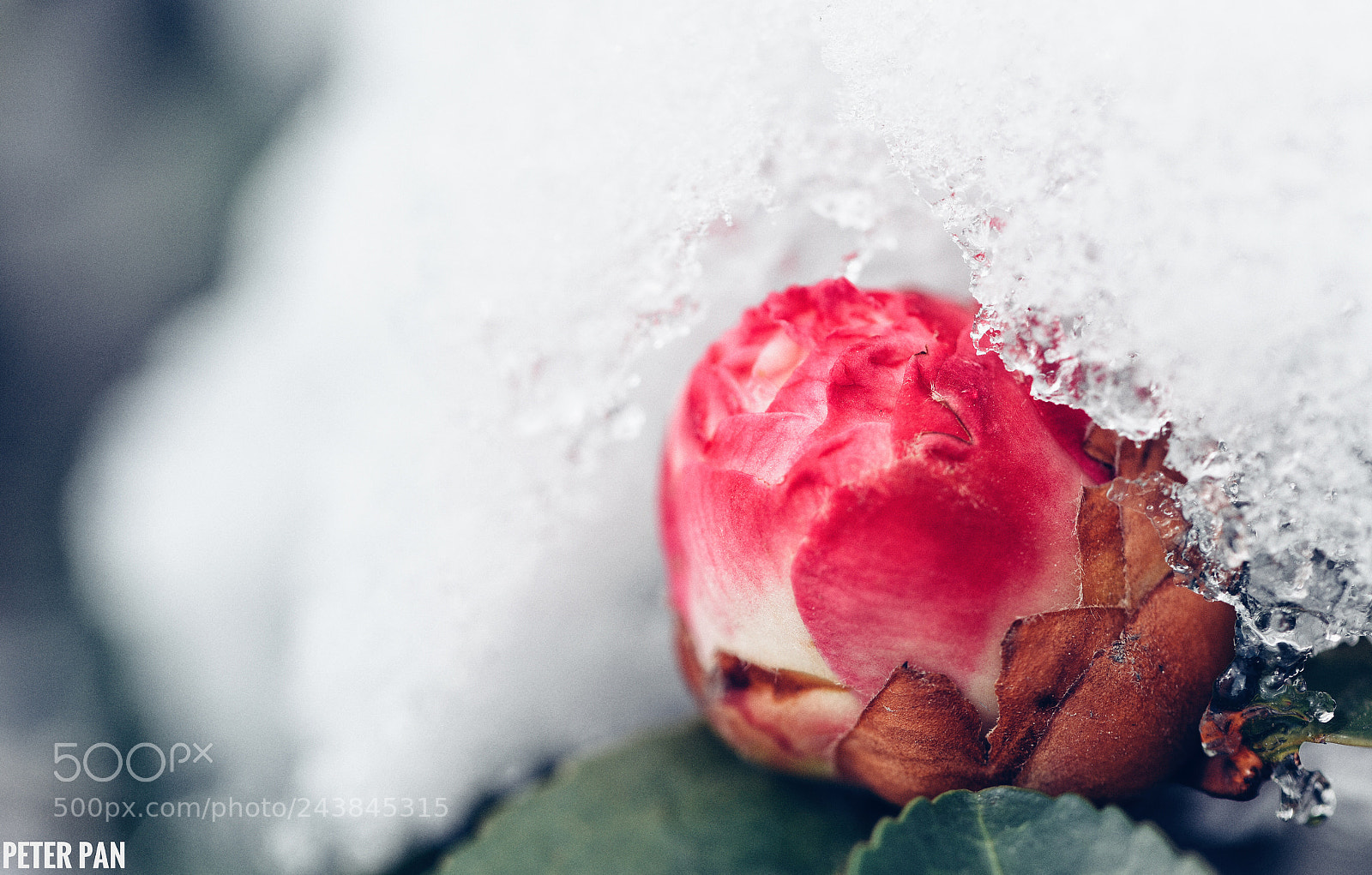 Nikon D810 sample photo. 花上雪玲珑 photography