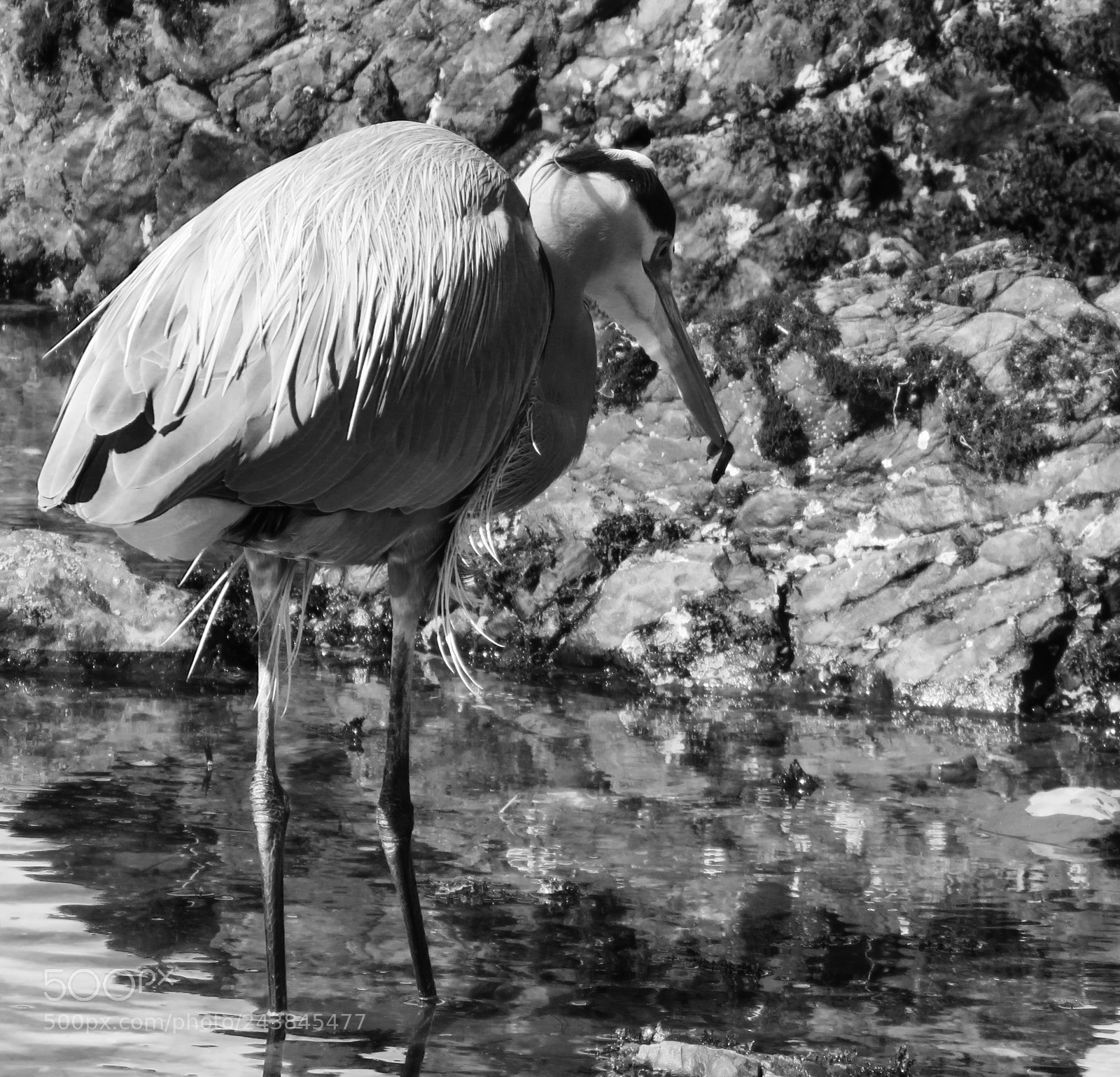 Canon PowerShot SX60 HS sample photo. On the hunt photography