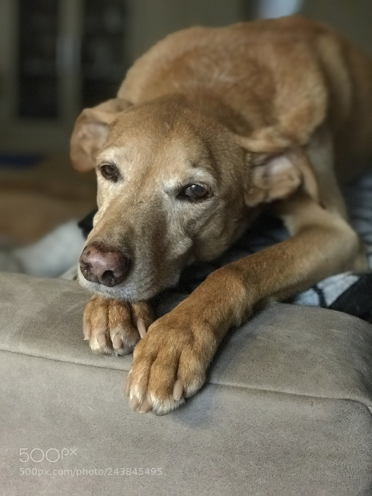 Apple iPhone 7 Plus sample photo. Dreaming of summer photography