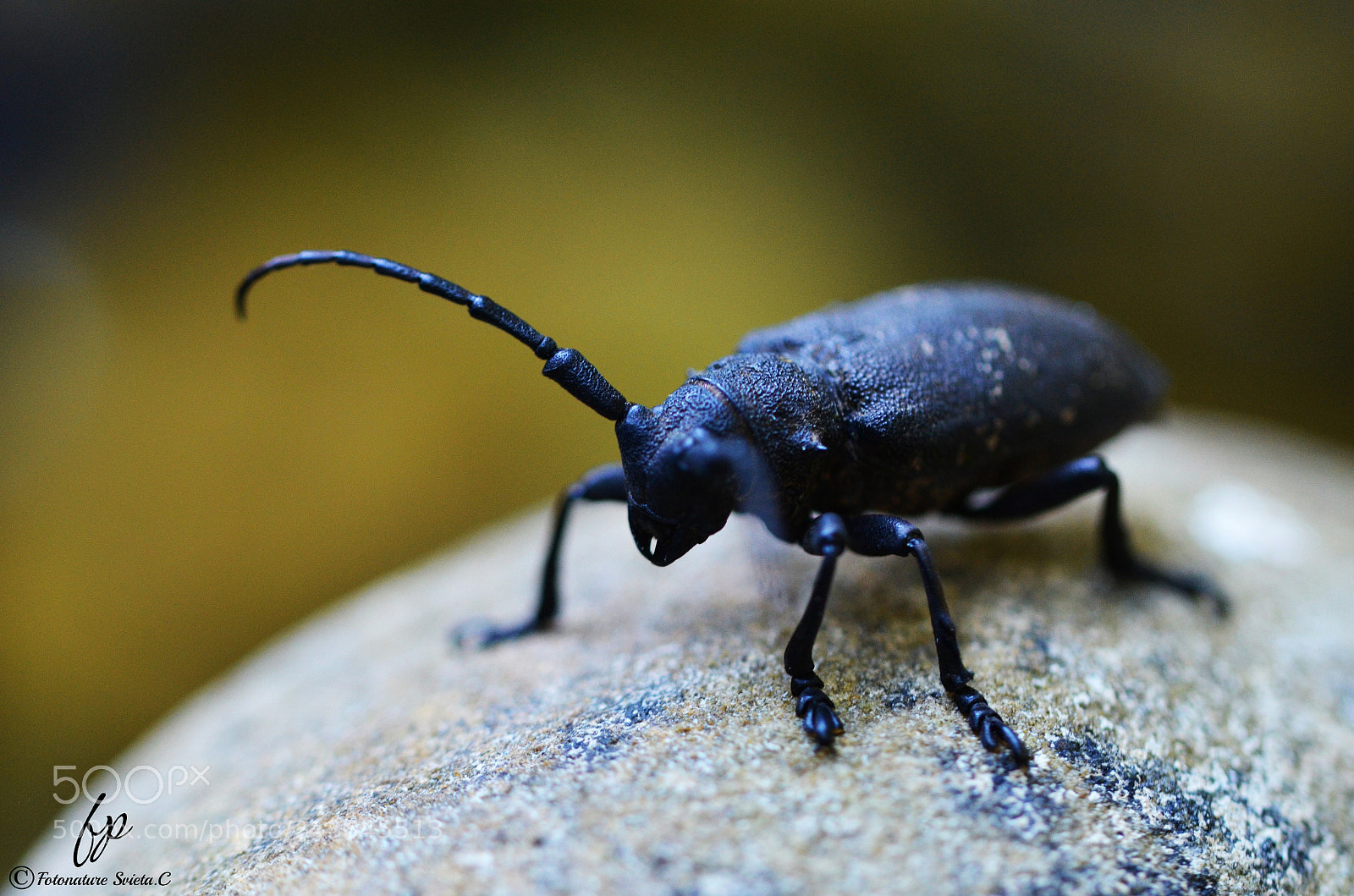 Nikon D5100 sample photo. Black beetle photography