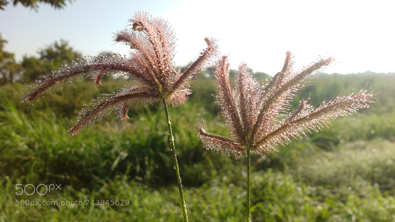 Motorola MotoG3 sample photo. Grass photography
