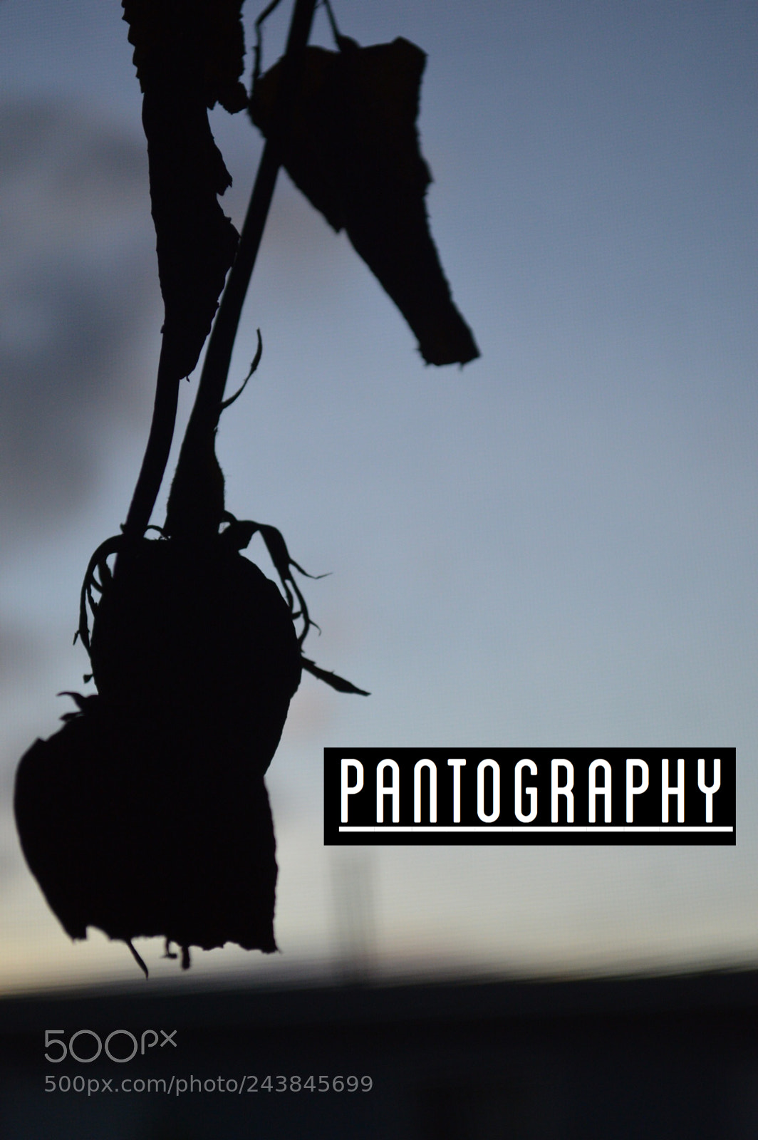 Nikon D3200 sample photo. Pantography  photography
