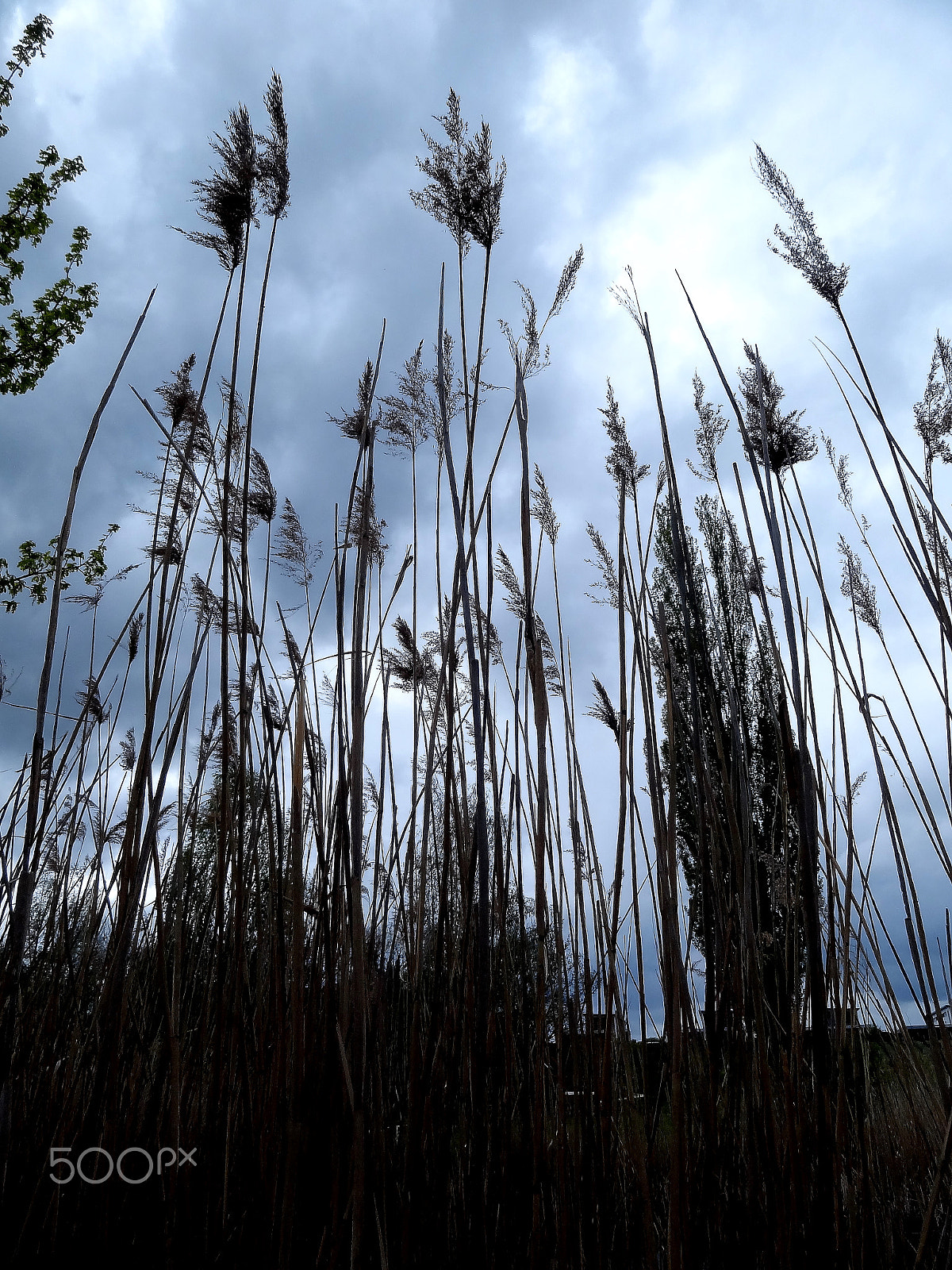 Sony Cyber-shot DSC-HX7V sample photo. Small looks tall photography