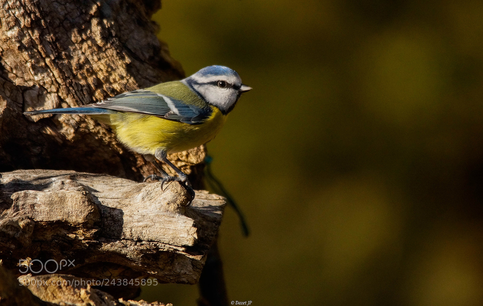 Sony SLT-A58 sample photo. Mésange bleue photography