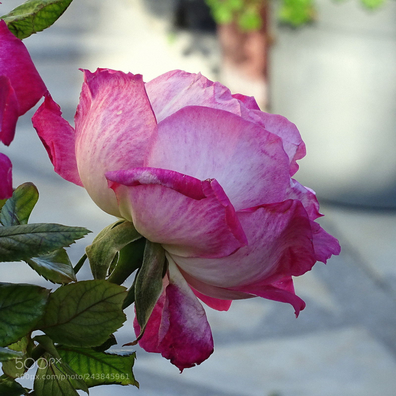 Sony DSC-HX60V sample photo. Colors photography