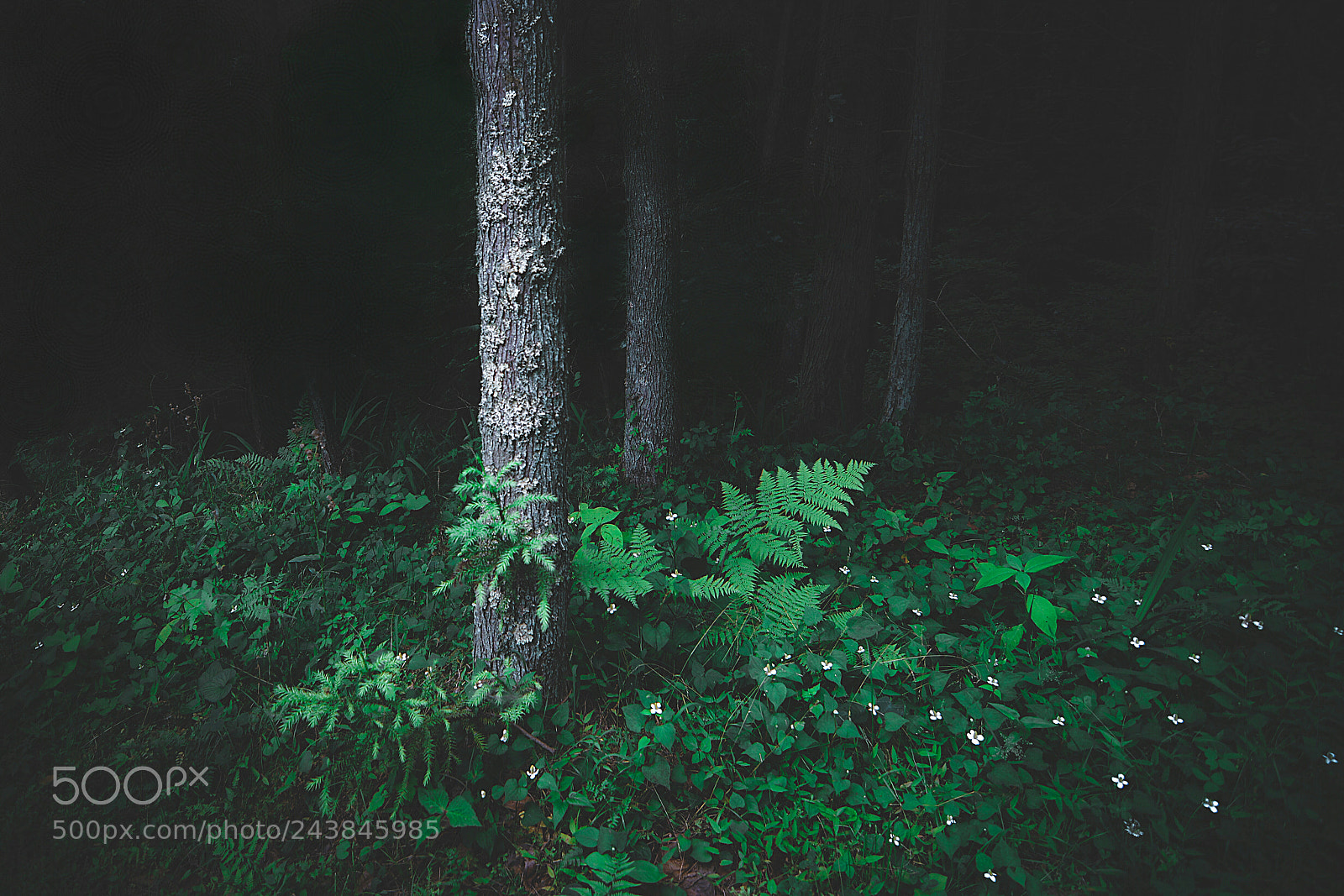 Nikon D7100 sample photo. Untitled photography