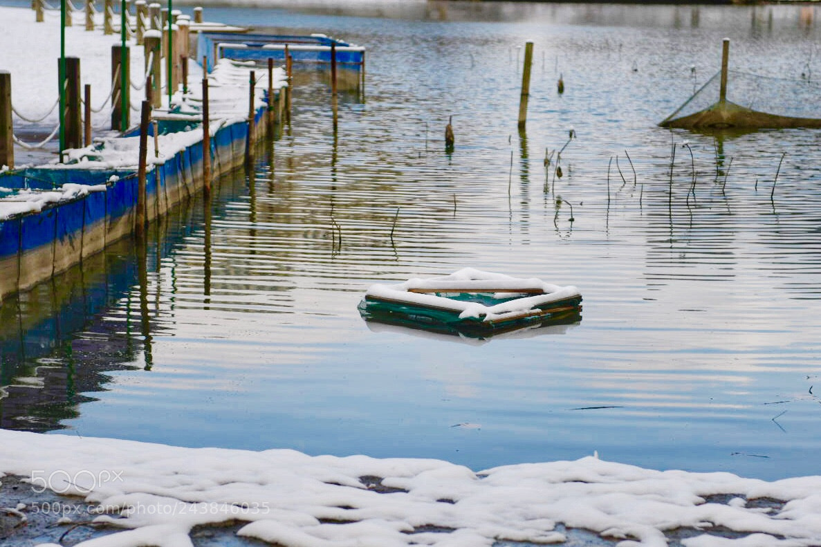 Nikon D850 sample photo. Untitled photography