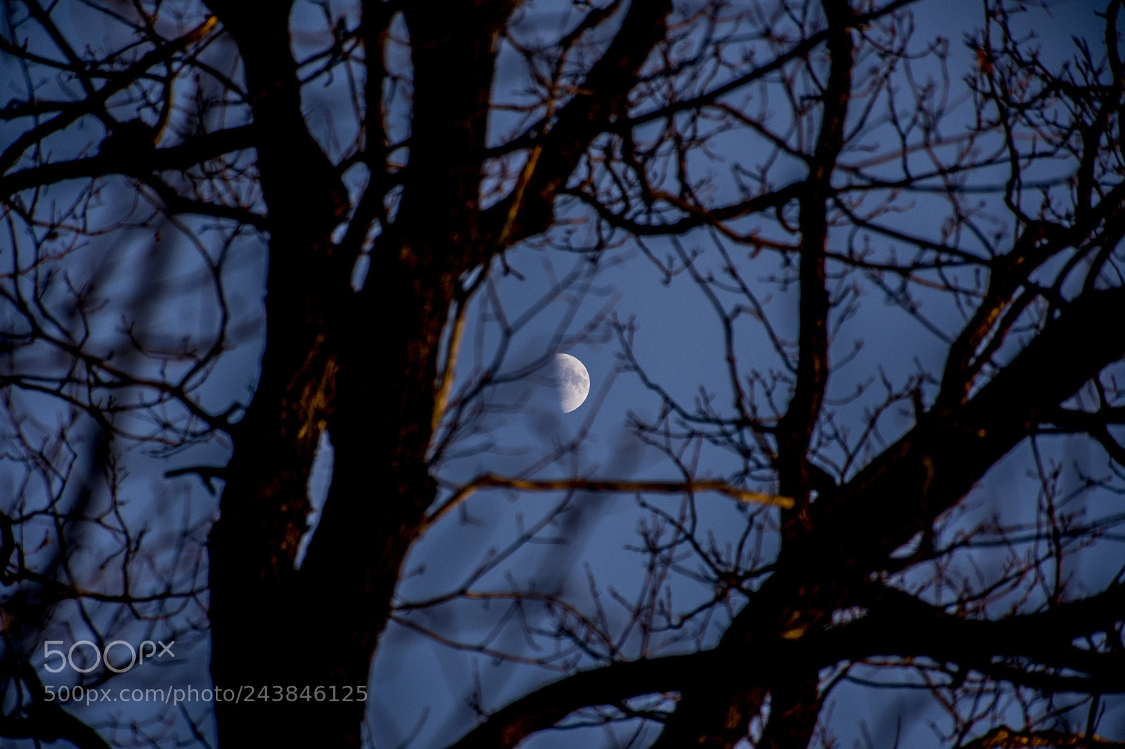 Nikon D7200 sample photo. Half moon tree branches photography