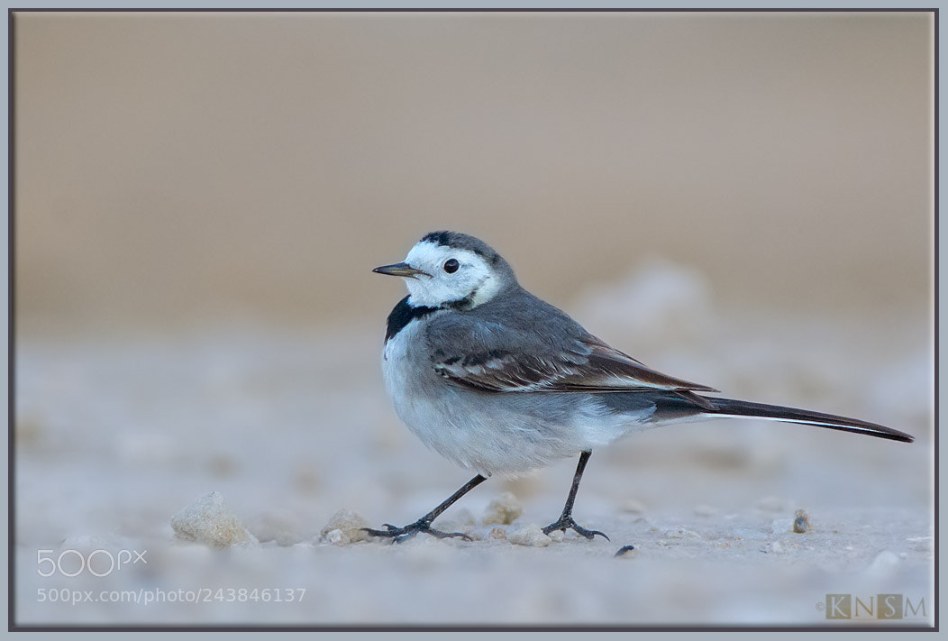 Nikon D7100 sample photo. White wagtail photography