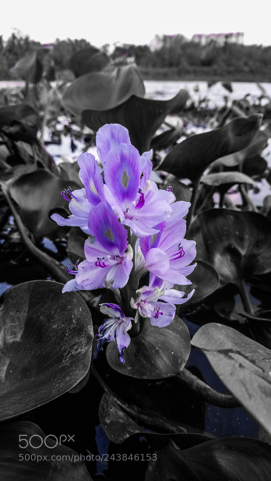 Sony Xperia XA1 Ultra sample photo. Việt nam hometown photography