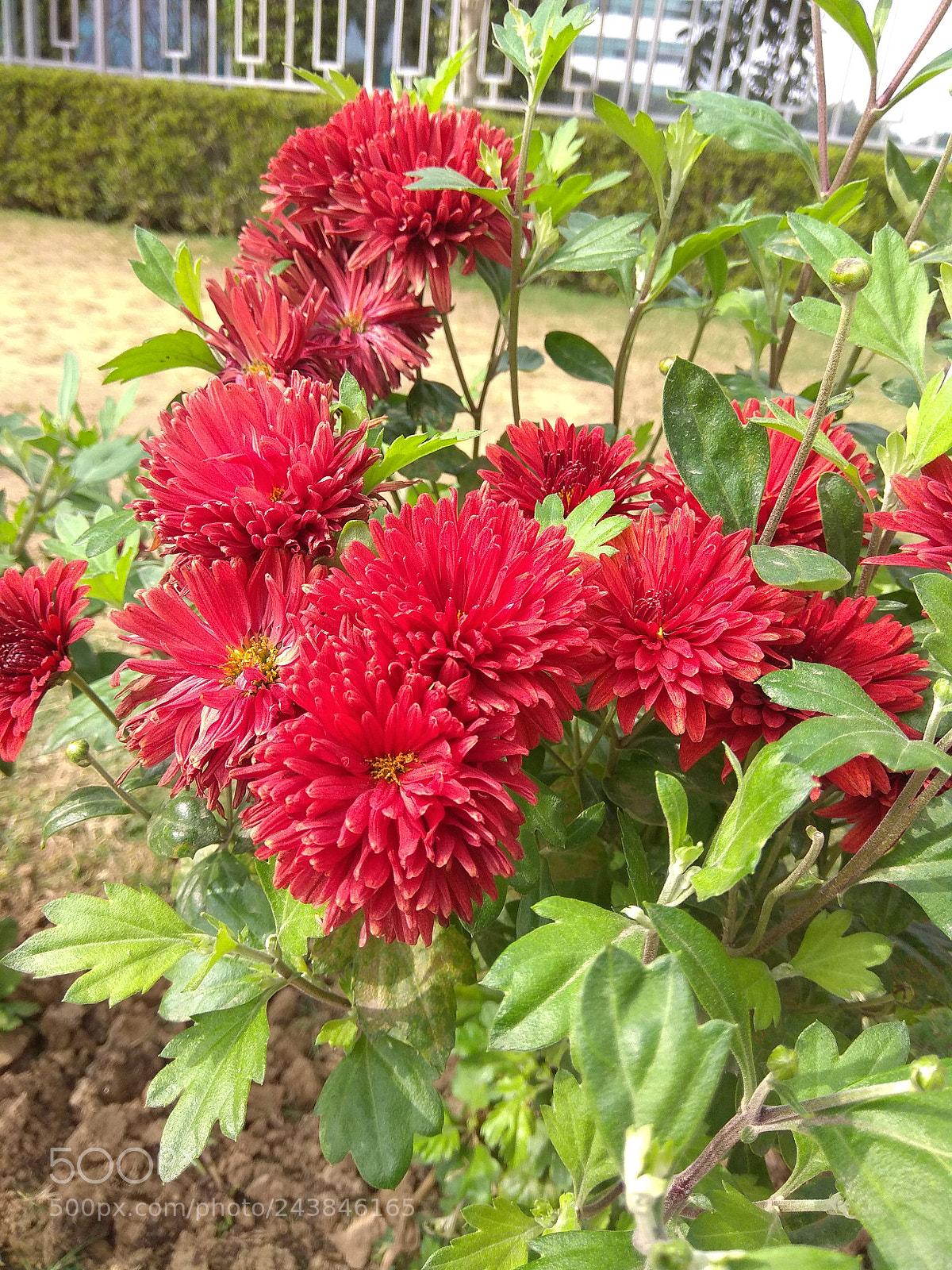 Xiaomi Redmi Note 4 sample photo. Untitled photography