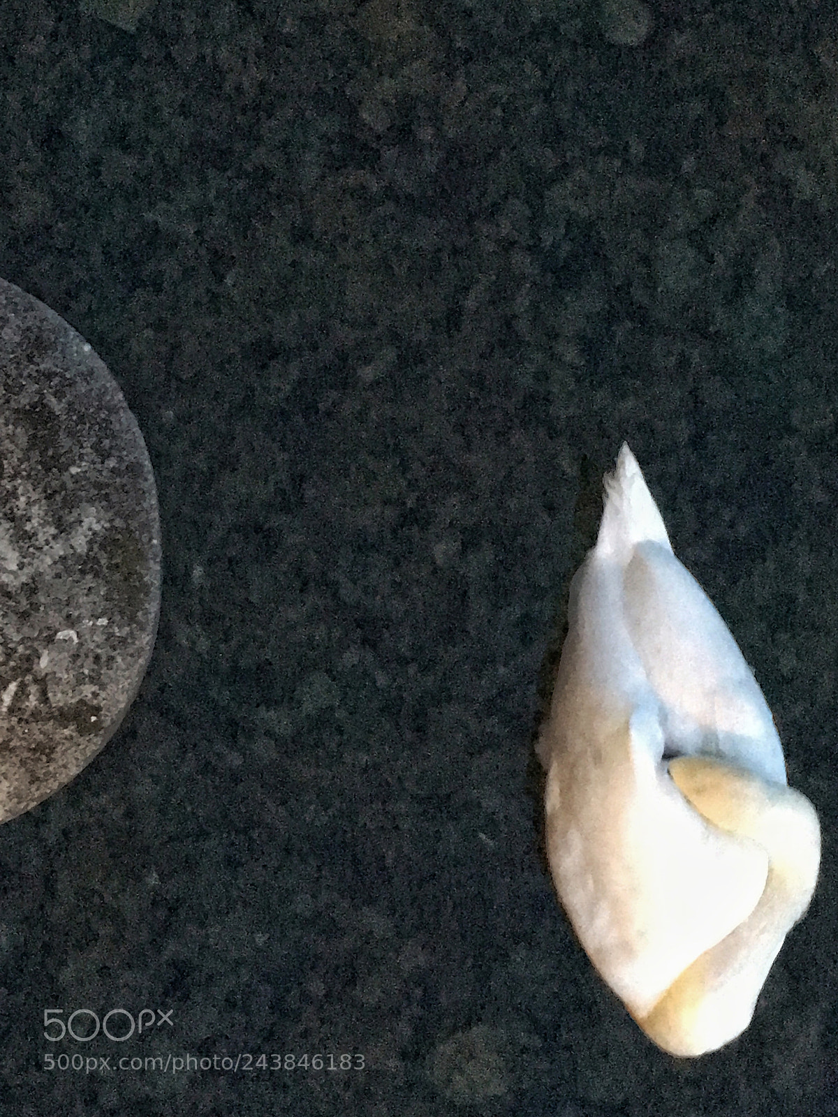 Apple iPhone SE sample photo. Swan sleeping on the photography