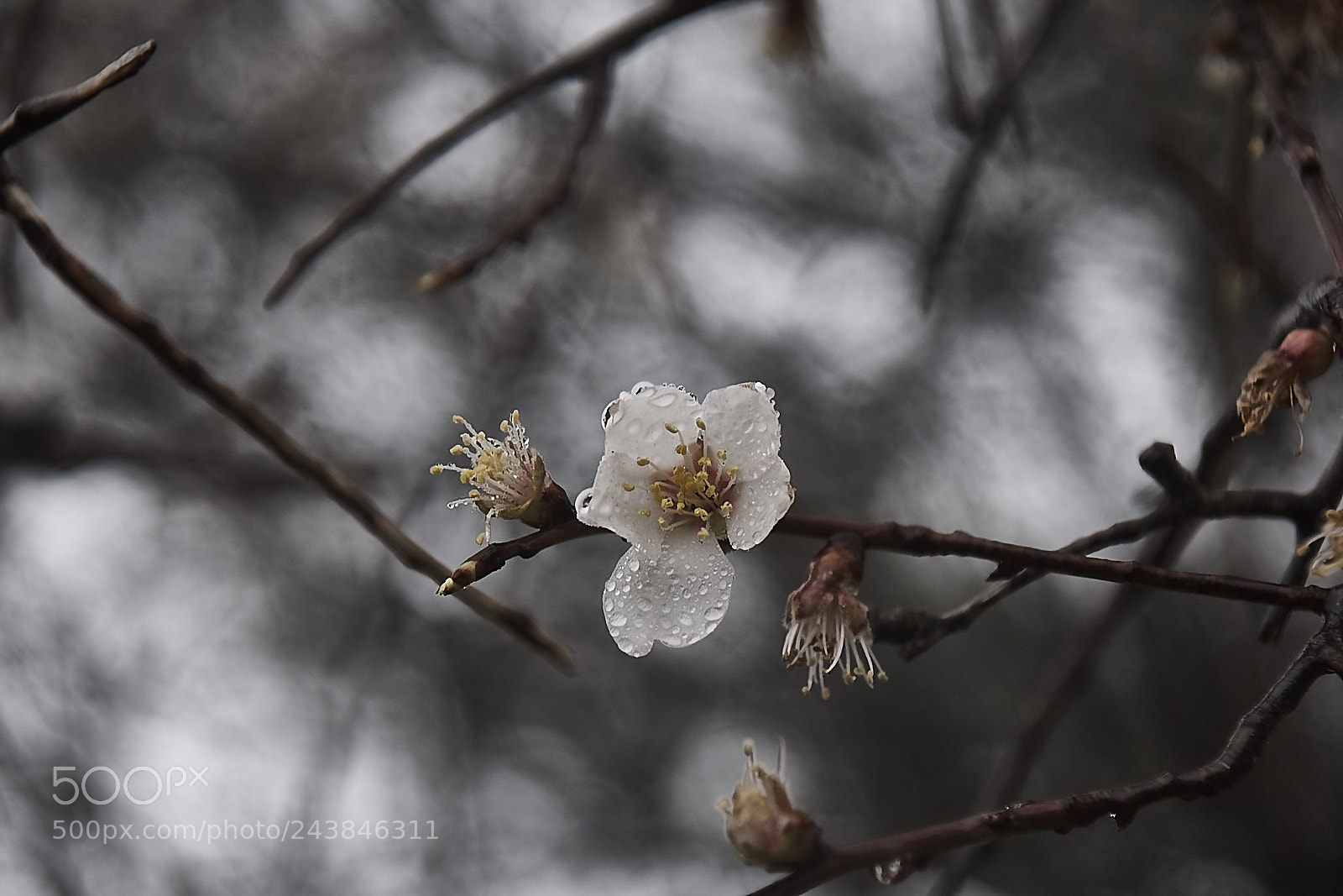 Sony Alpha DSLR-A700 sample photo. Flor de almendro photography
