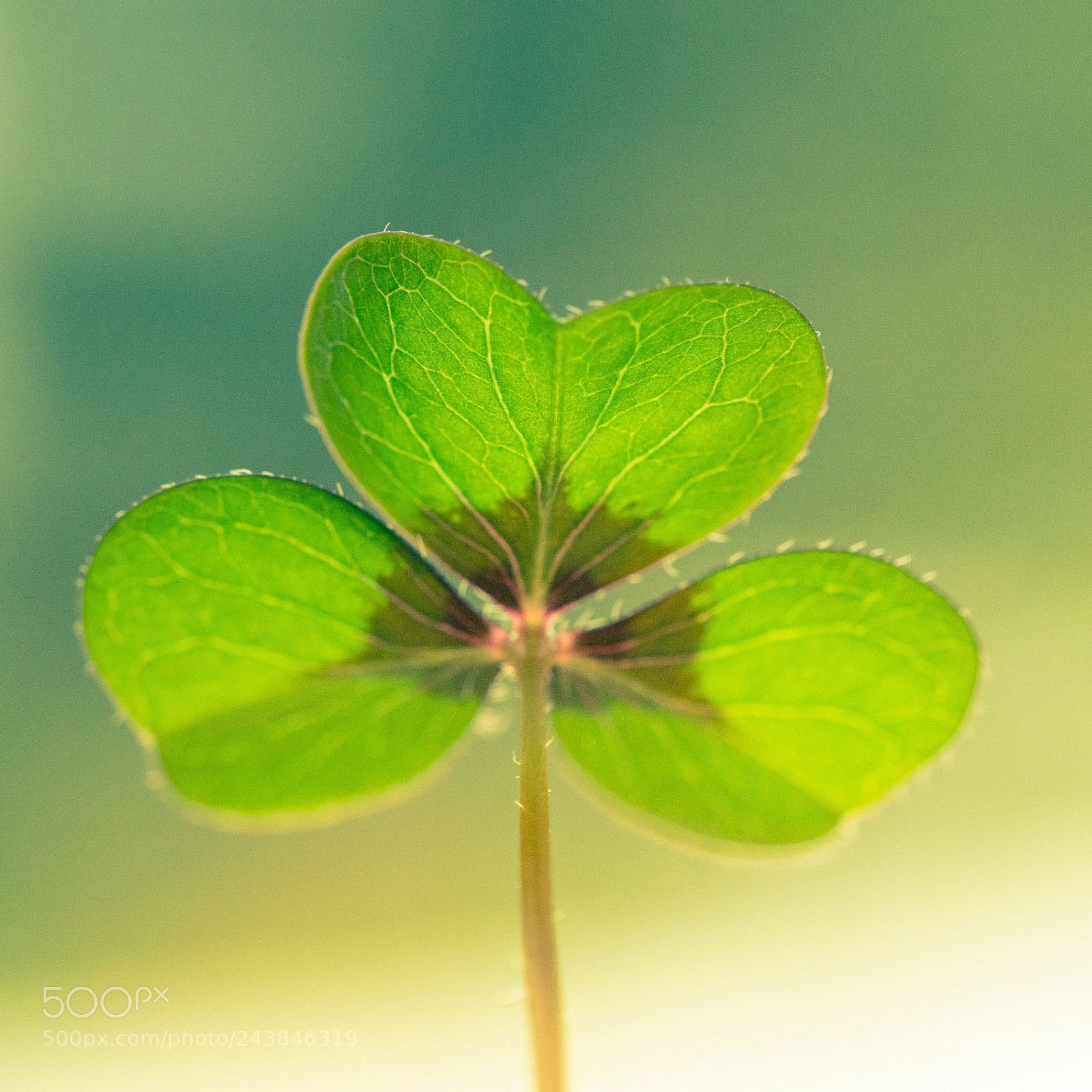 Sony a99 II sample photo. First clover photography