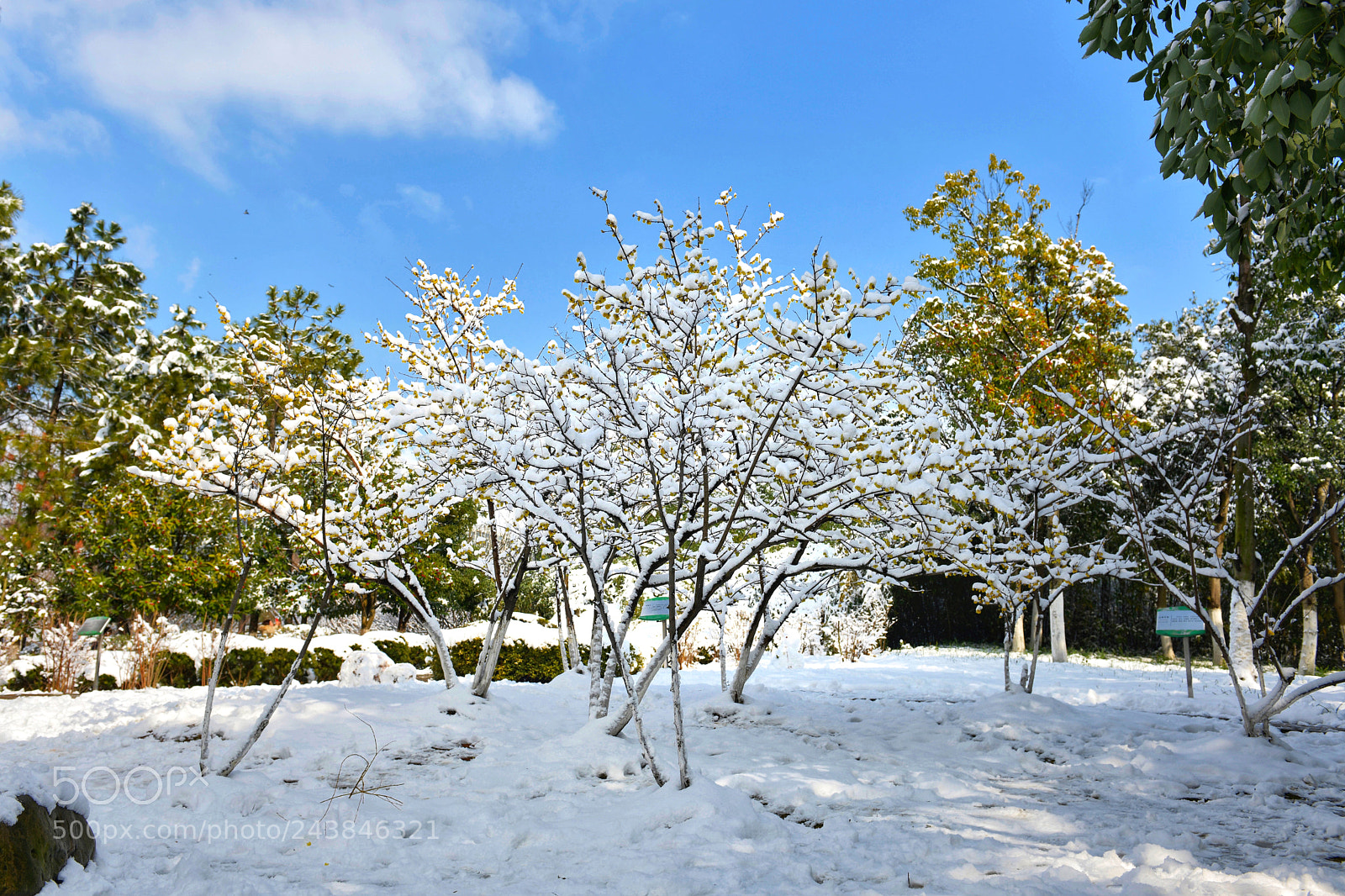 Nikon D850 sample photo. Snow tree photography