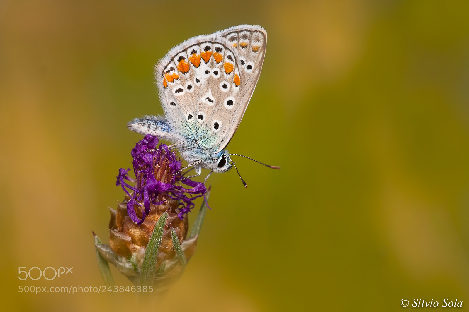Canon EOS 40D sample photo. Polyommatus icarus. photography