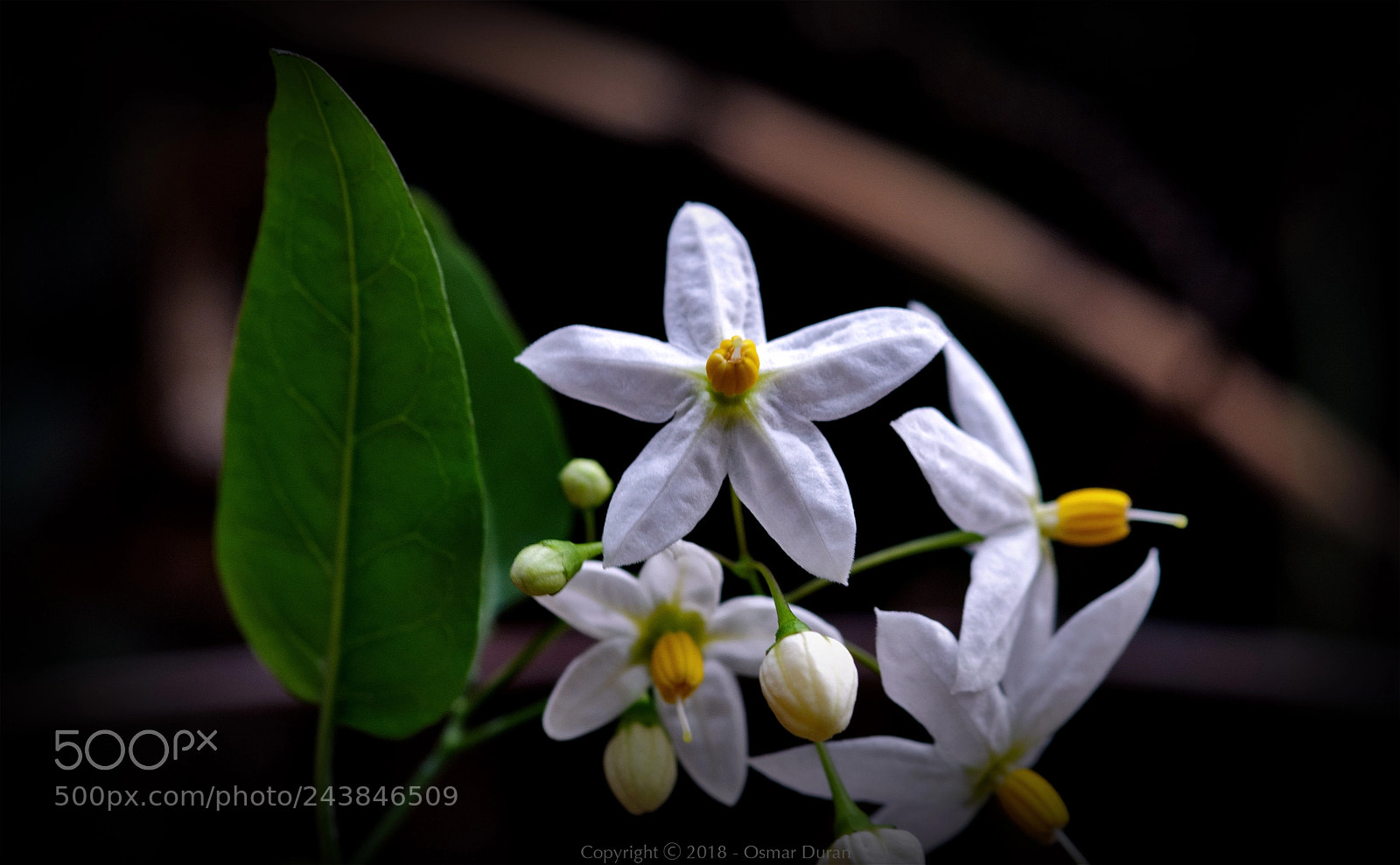 Nikon D200 sample photo. Little white flowers ii photography