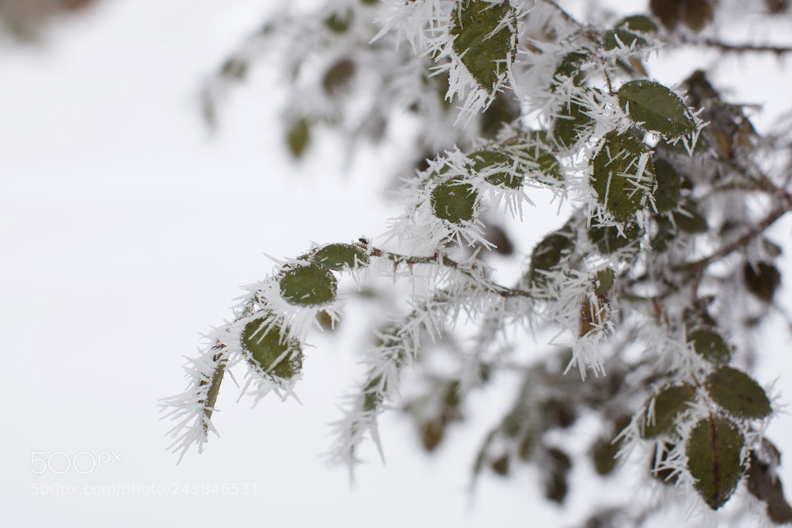 Canon EOS 5DS sample photo. Frozen photography