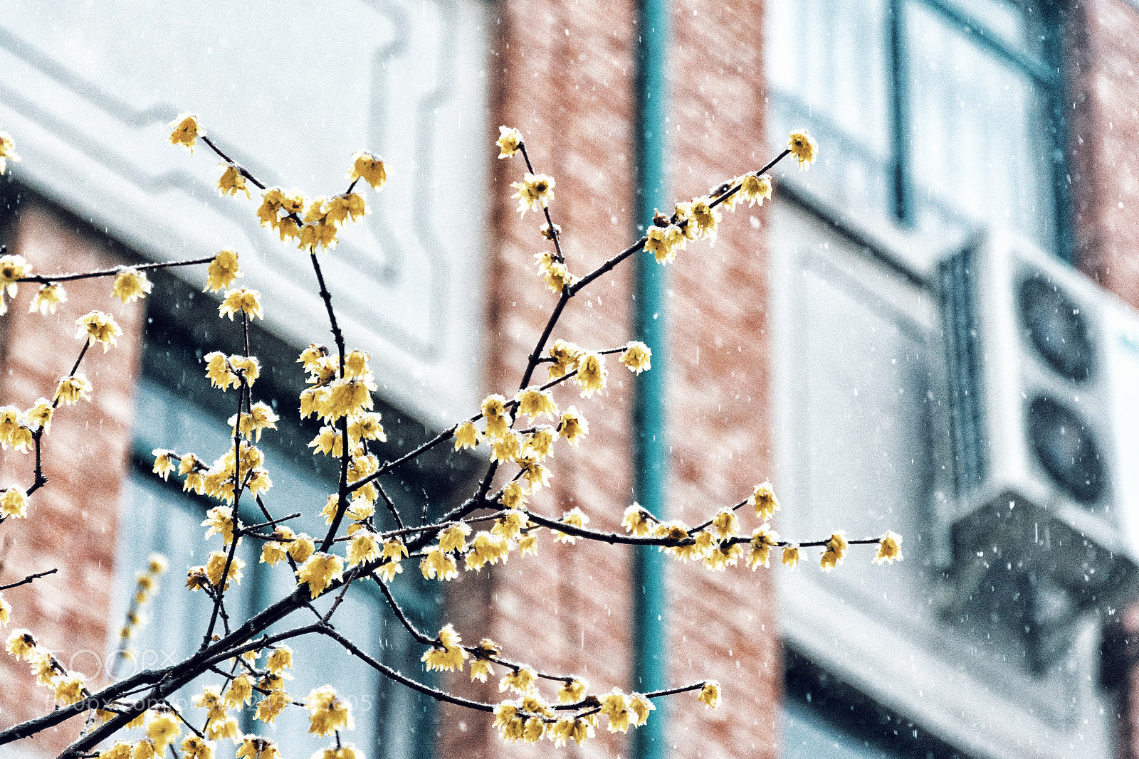 Nikon D7100 sample photo. The ice-flower photography