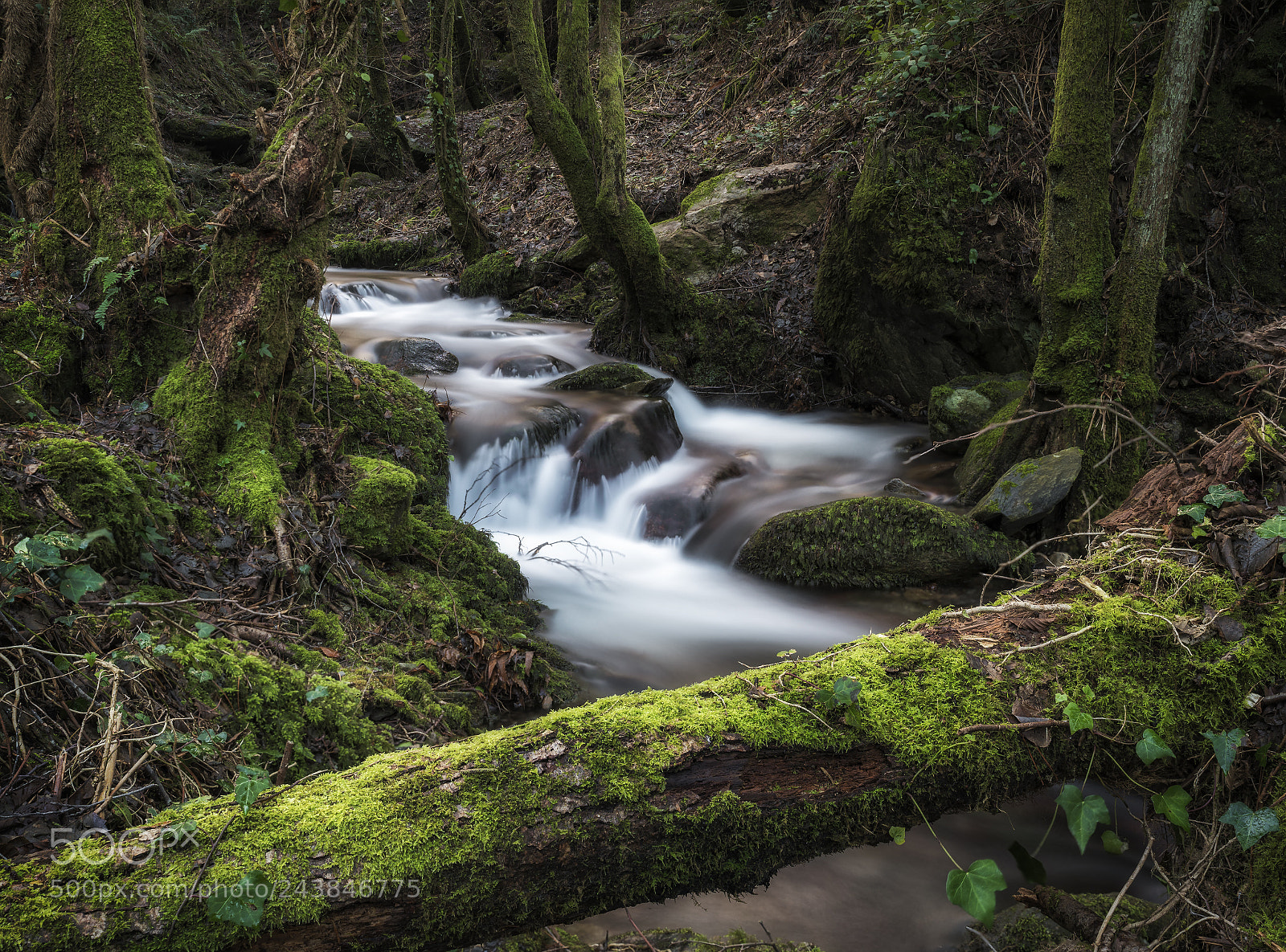 Nikon D750 sample photo. River in the woods photography