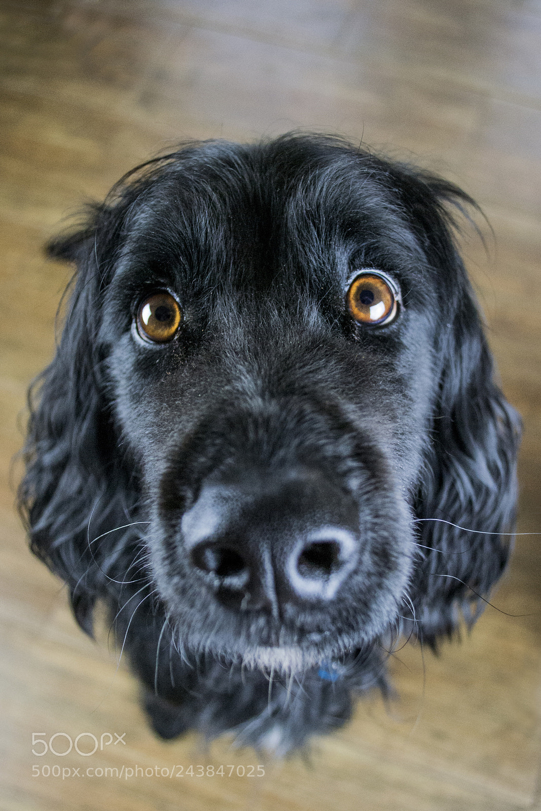 Nikon D3100 sample photo. Bad hair day photography