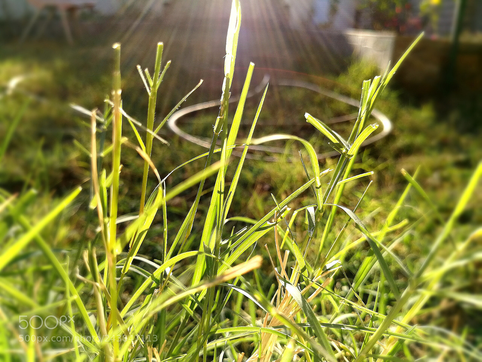 HUAWEI P10 Plus sample photo. Grass photography