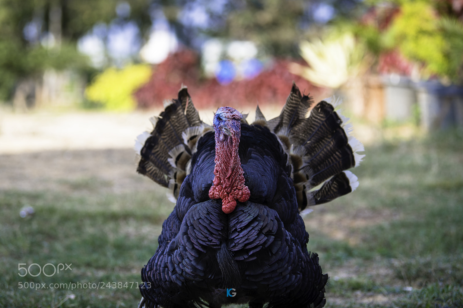 Nikon D850 sample photo. Turkey strutting photography