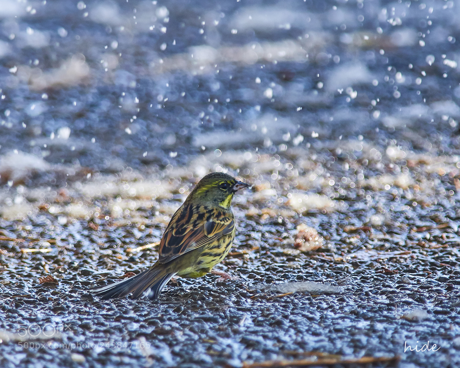 Nikon D500 sample photo. Black-faced bunting in snow photography
