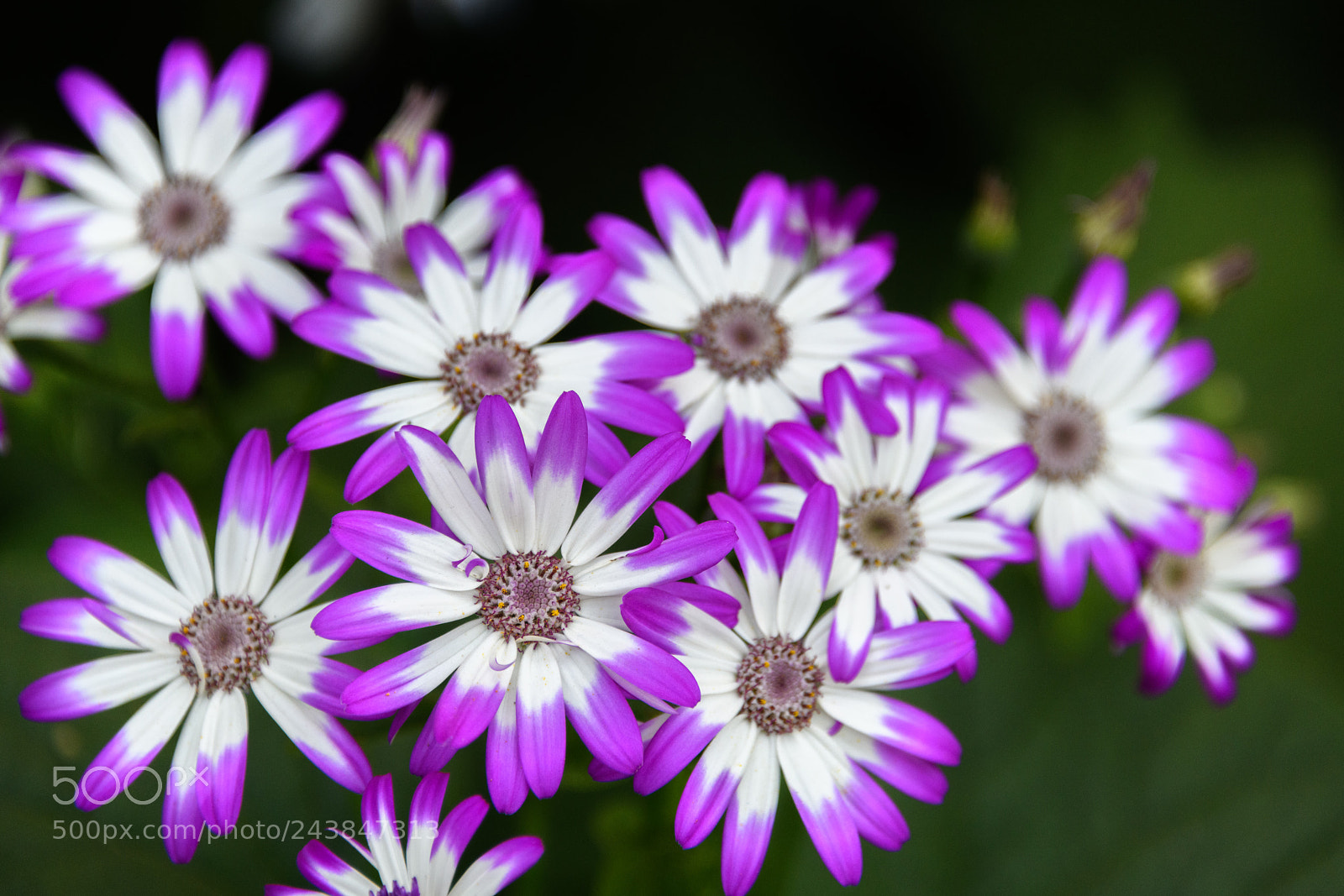 Nikon D850 sample photo. Flowers of saheliyon-ki-bari photography
