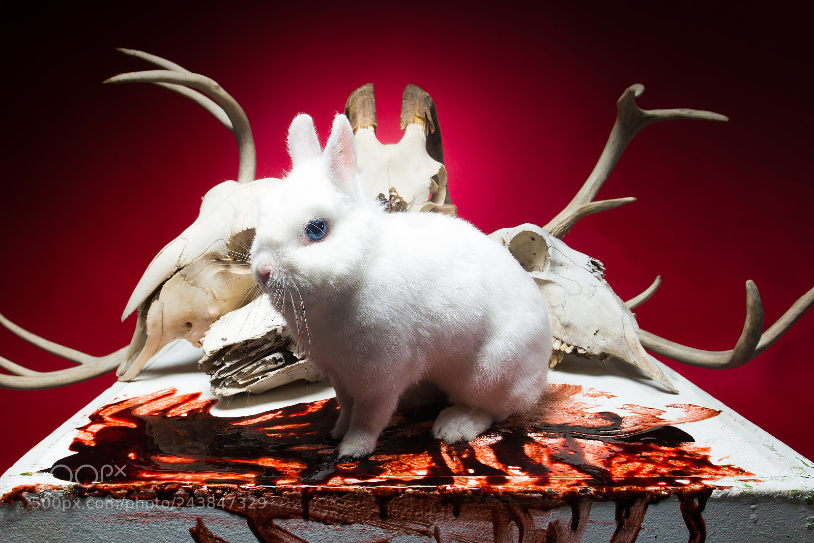 Nikon D610 sample photo. The most foul creature photography