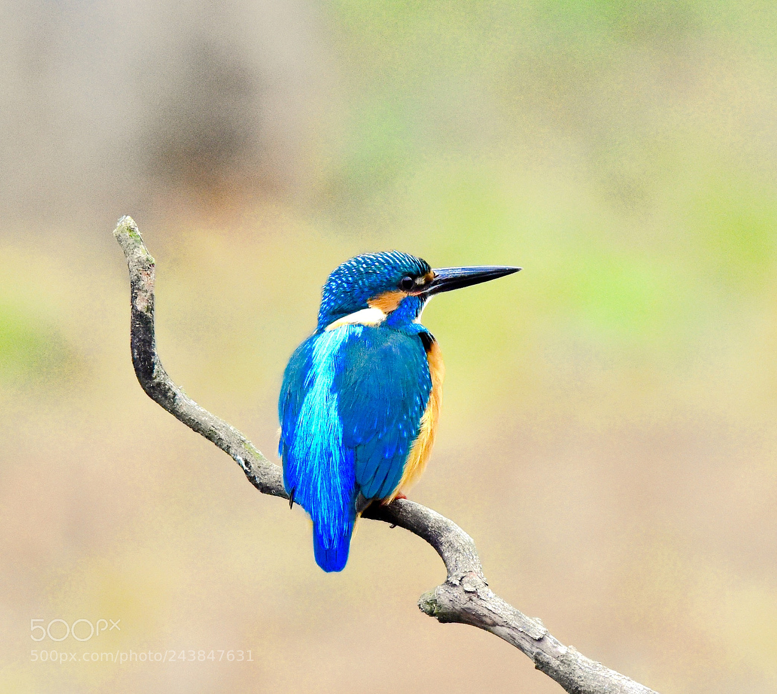 Nikon D7200 sample photo. Kingfisher photography