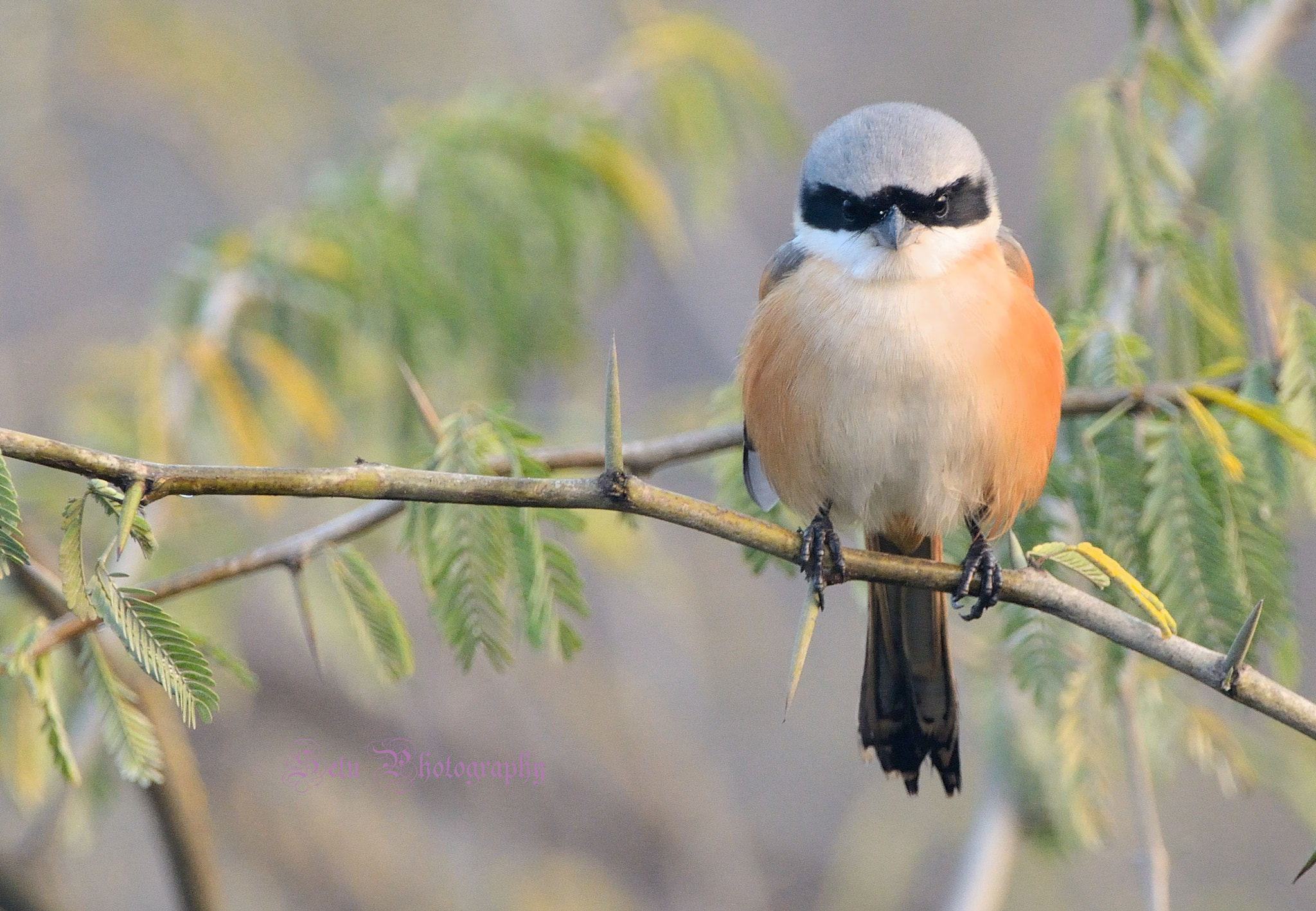 Nikon D7100 + Sigma 150-600mm F5-6.3 DG OS HSM | C sample photo. Bay backed shrike photography