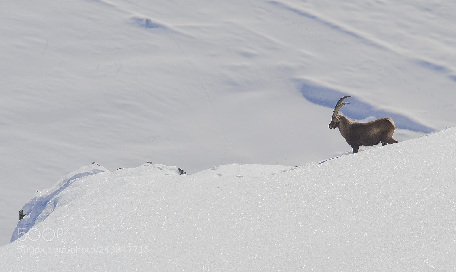 Nikon D3S sample photo. Ibex alone photography