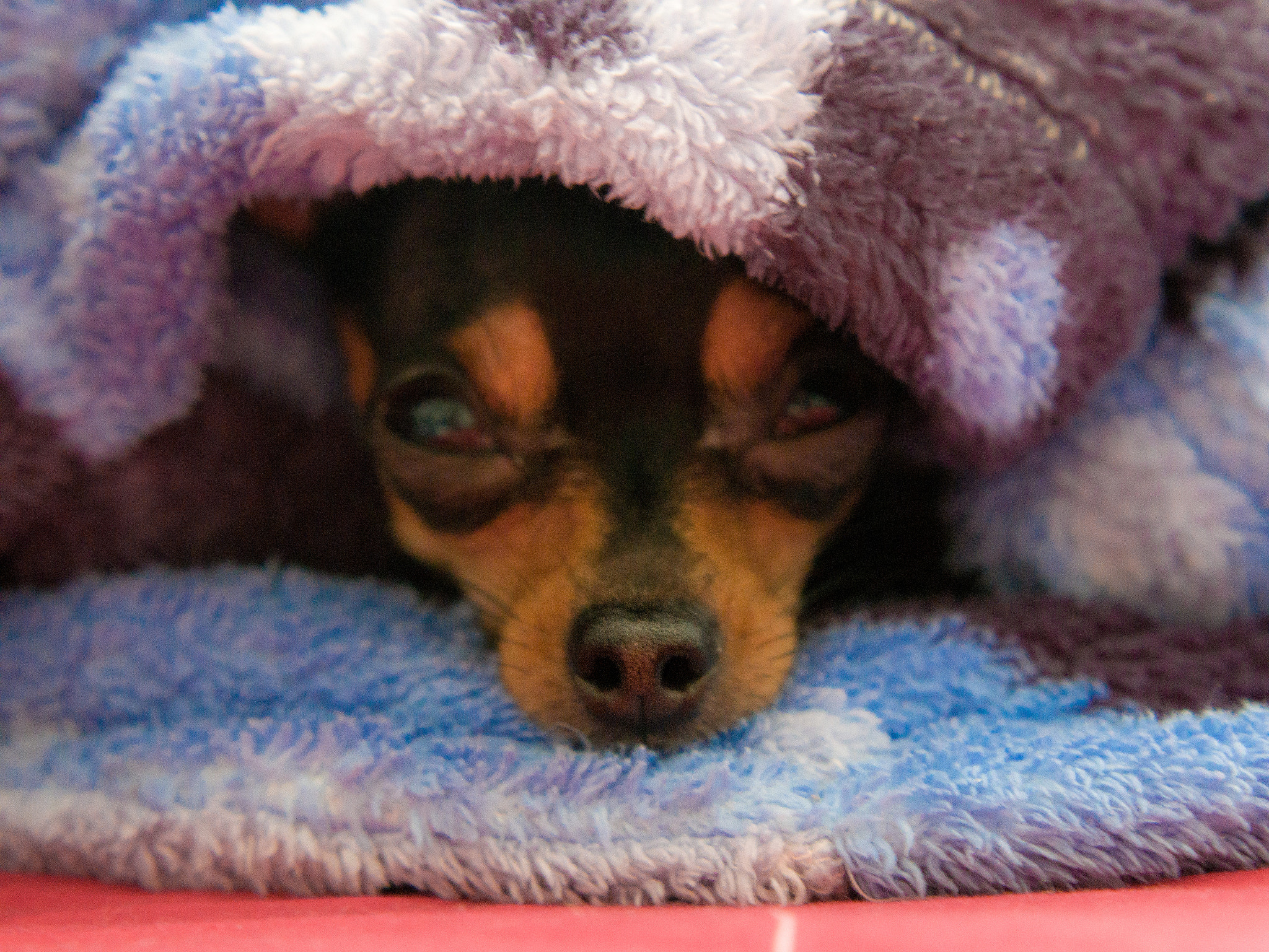 YI TECHNOLOGY M1 sample photo. Little friend photography