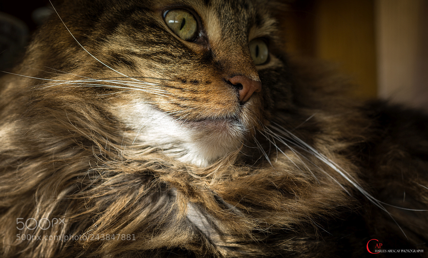 Pentax K-5 sample photo. Asyla 4 octobre 2005 - 26 janvier 2017 photography
