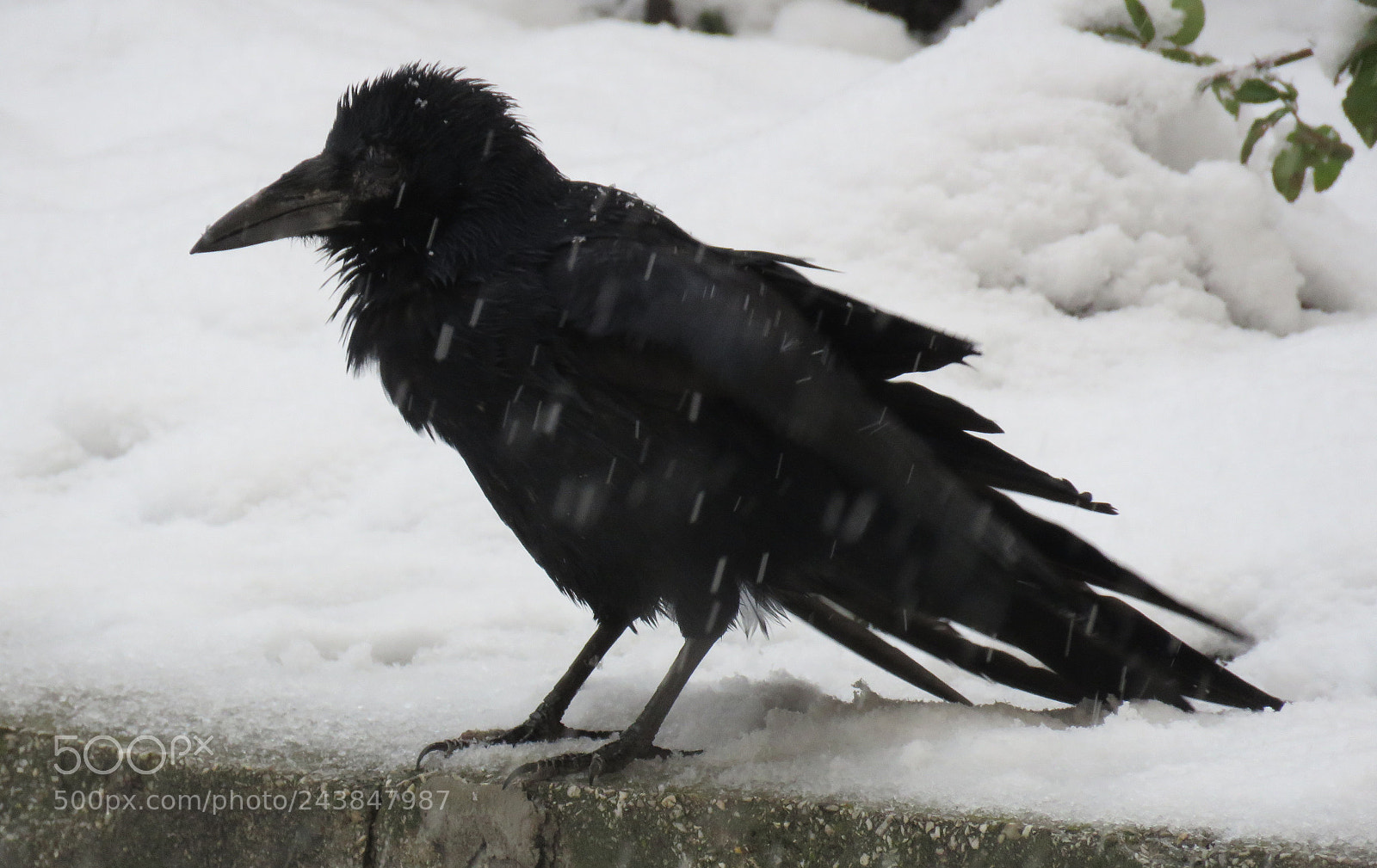 Canon PowerShot SX60 HS sample photo. I hate winter!!!! photography