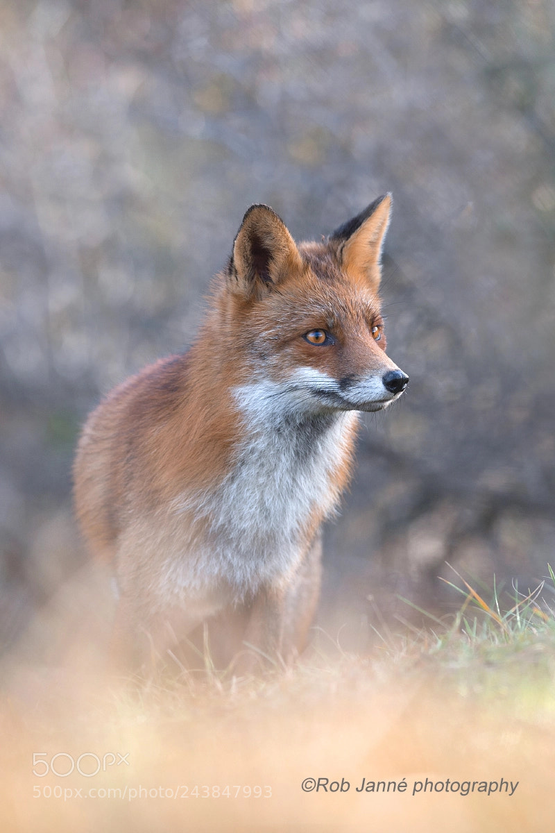 Nikon D4S sample photo. Red fox photography