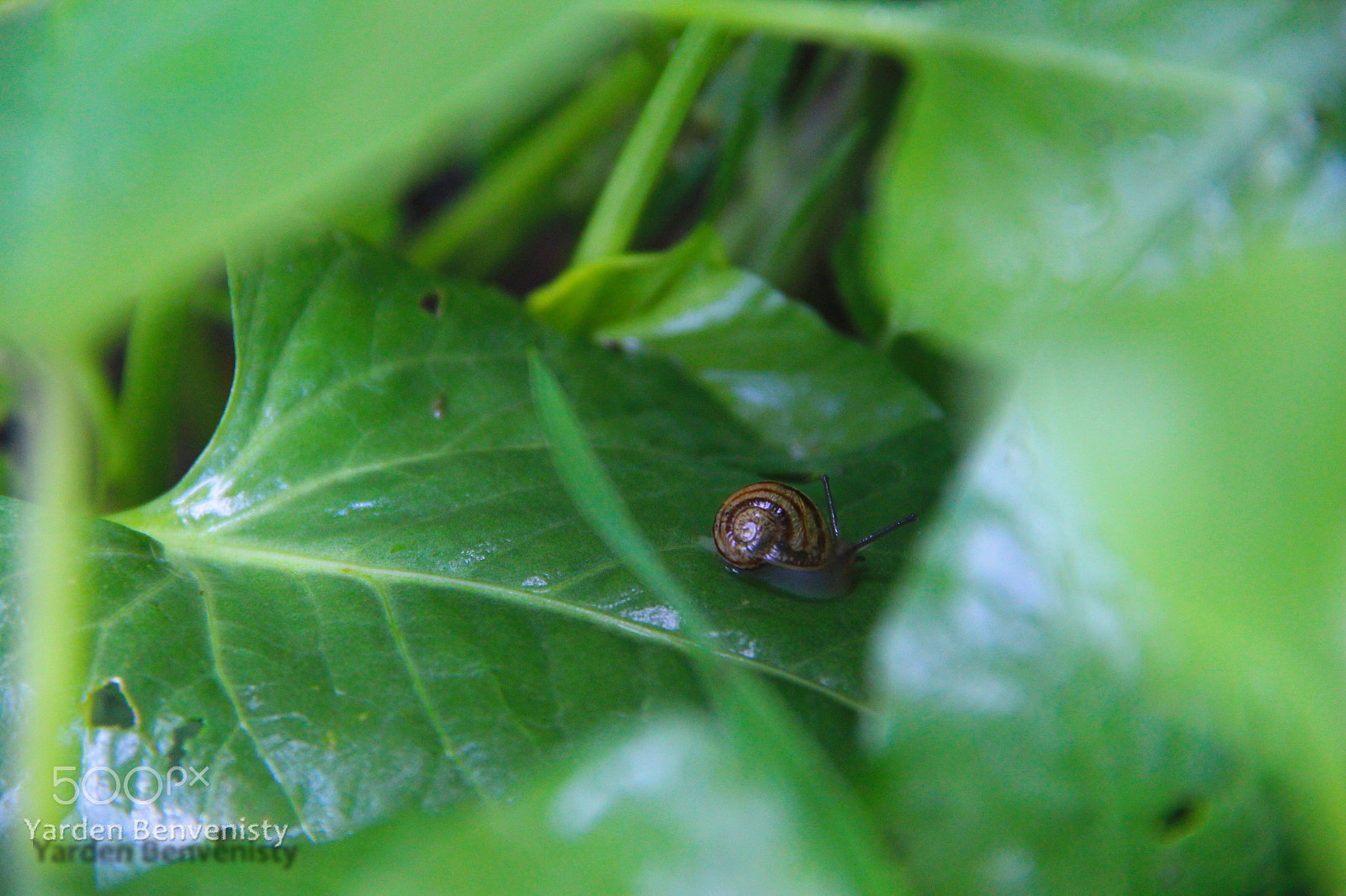 Canon EOS 650D (EOS Rebel T4i / EOS Kiss X6i) sample photo. Winterghust photography