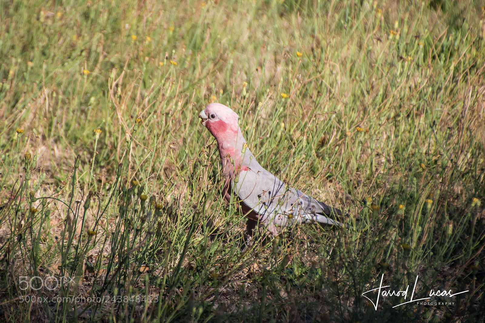 Canon EOS 7D Mark II sample photo. Beelier wetlands photography