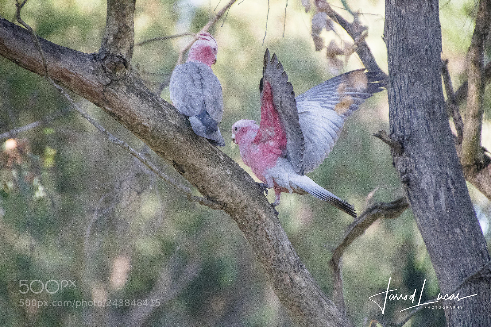 Canon EOS 7D Mark II sample photo. Beelier wetlands photography