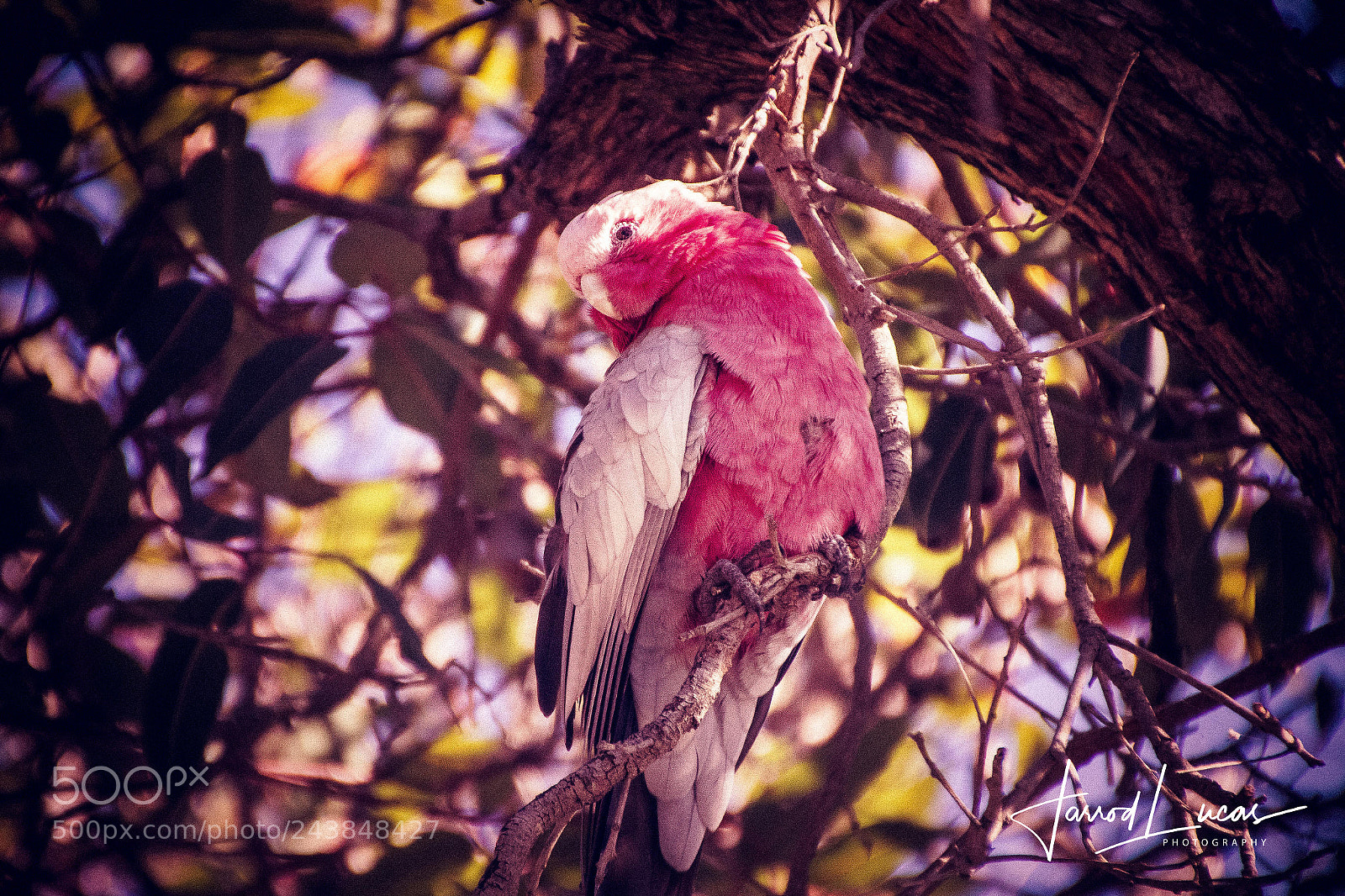 Canon EOS 7D Mark II sample photo. Beelier wetlands photography