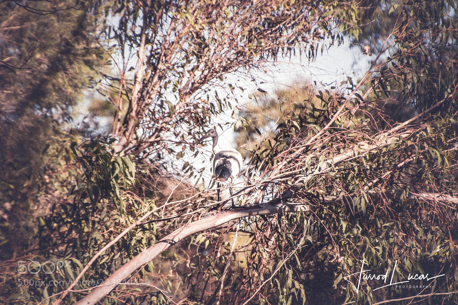 Canon EOS 7D Mark II sample photo. Beelier wetlands photography