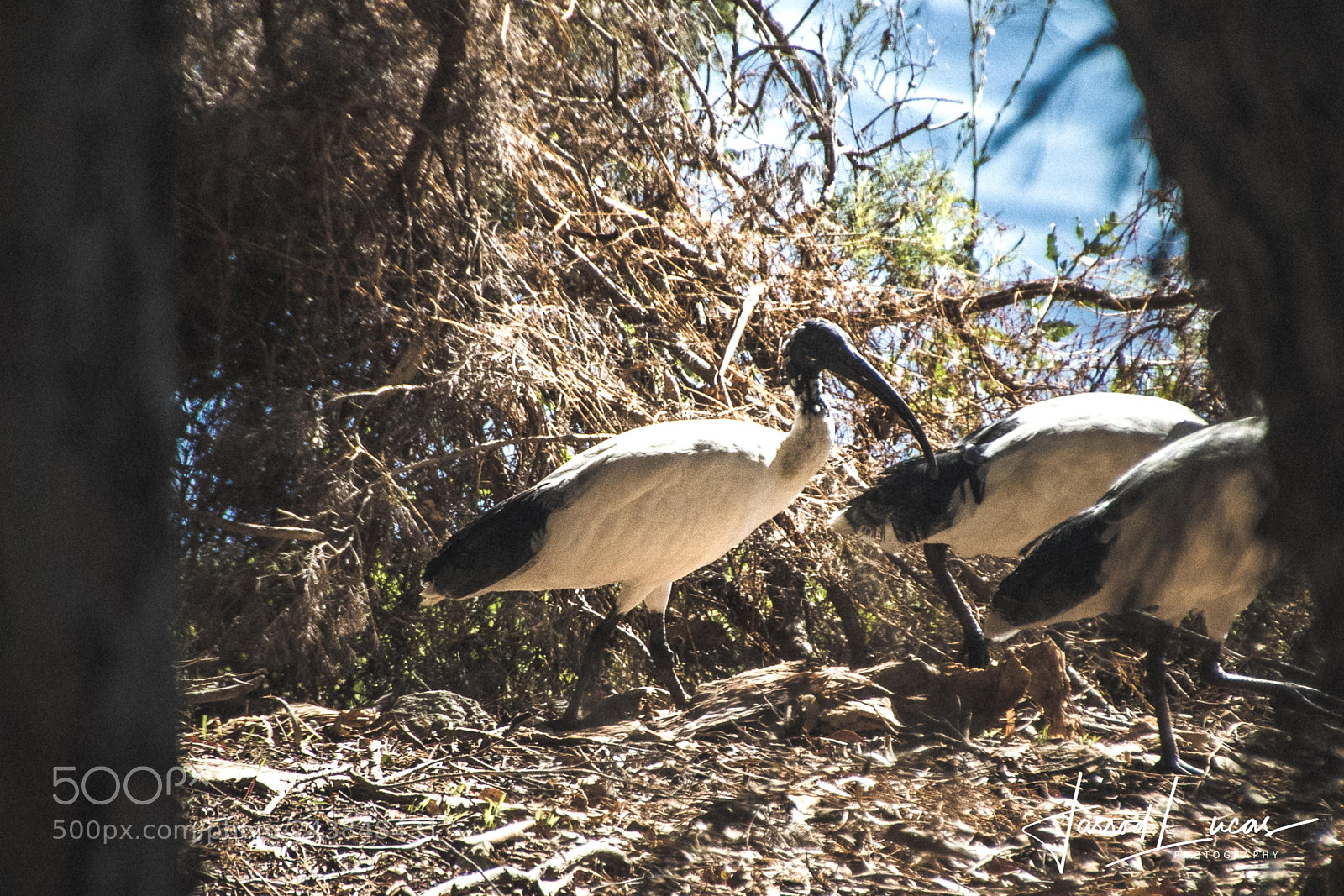 Canon EOS 7D Mark II sample photo. Beelier wetlands photography
